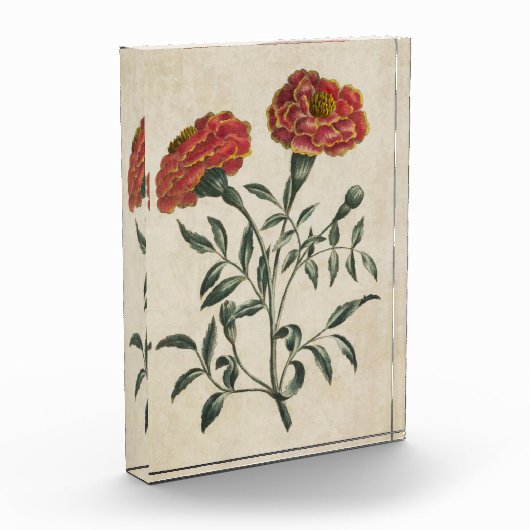 Bloc Photo Vintage Botanique Floral Français Marigold (Gauche)