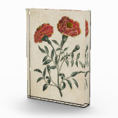 Bloc Photo Vintage Botanique Floral Français Marigold (Droite)