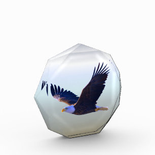Bloc Photo Voler d'Eagle chauve