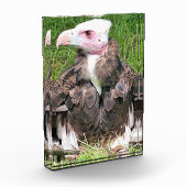 BLOC PHOTO VULTURE (Gauche)