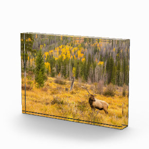 Bloc Photo Wapiti mâle Parc national de Rocky Mountain Colo