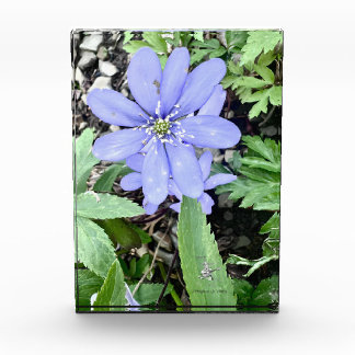 Bloc Photo Whisper of the woods - Fleur sauvage lilas