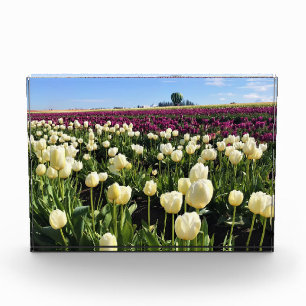 Bloc Photo White & Purple Tulip Field with Hot Air Balloon