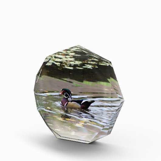 Bloc photo Wild Duck (Droite)