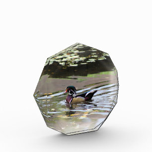 Bloc photo Wild Duck