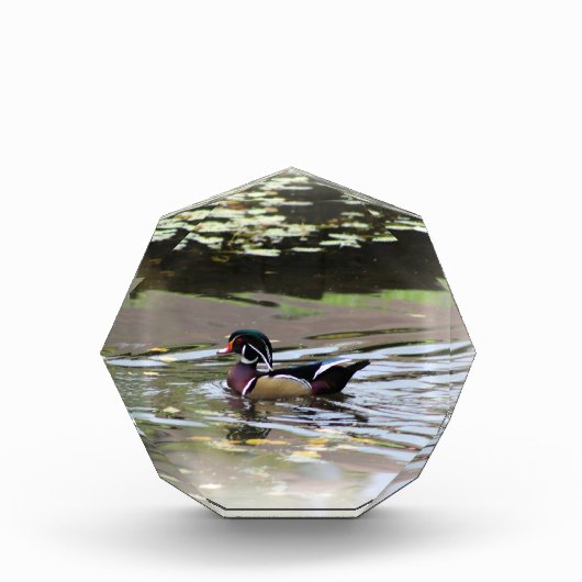 Bloc photo Wild Duck (Devant)