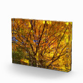 Bloc Photo Yellow Fall Foliage (Droite)