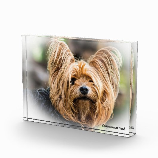 Bloc Photo Yorkshire Terrier Dog. (Droite)