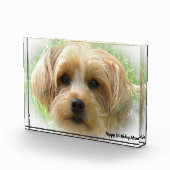 Bloc Photo Yorkshire Terrier Dog. (Droite)