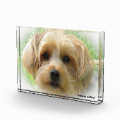 Bloc Photo Yorkshire Terrier Dog. (Droite)