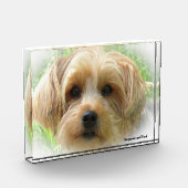 Bloc Photo Yorkshire Terrier Dog. (Gauche)