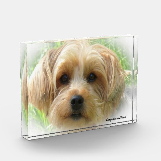 Bloc Photo Yorkshire Terrier Dog. (Gauche)