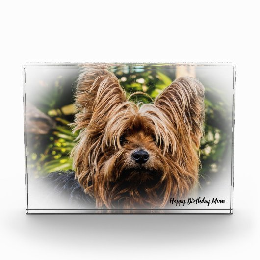 Bloc Photo Yorkshire Terrier Dog. (Devant)