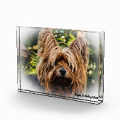Bloc Photo Yorkshire Terrier Dog. (Droite)