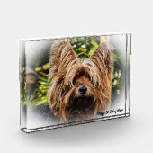 Bloc Photo Yorkshire Terrier Dog. (Gauche)