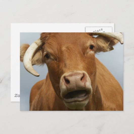 blöde kuh briefkaart (Voorkant / Achterkant)