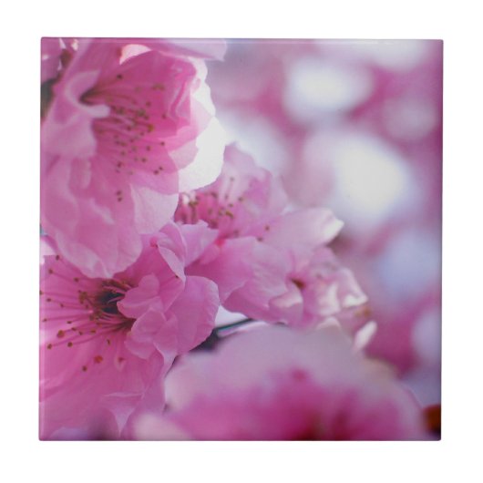 Bloedbad Blossom Tegeltje (Voorkant)