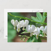 Bloedbloeding Witte bloedingen Hartaandoeningen Br Briefkaart (Voorkant / Achterkant)