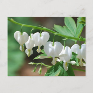Bloedbloeding Witte bloedingen Hartaandoeningen Br Briefkaart