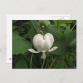 Bloedbloem Briefkaart (Voorkant / Achterkant)