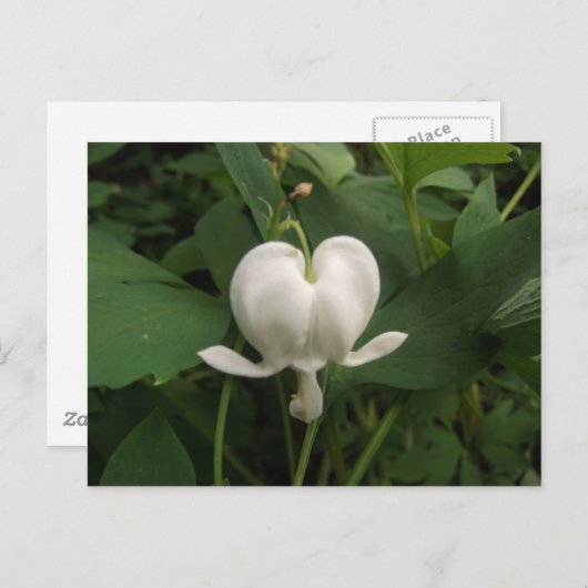 Bloedbloem Briefkaart (Voorkant / Achterkant)