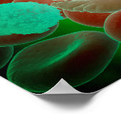 Bloedcellen met rode bloedcellen poster (Hoek)