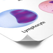 Bloedcellen Poster (Hoek)