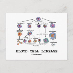 Bloedcellijn (Biologie Gezondheidsgeneeskunde) Briefkaart