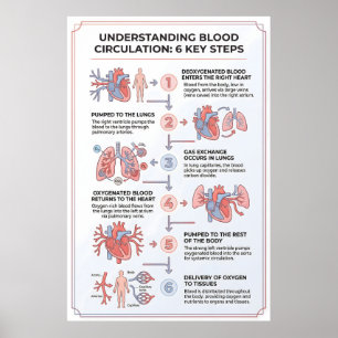 Bloedcirculatie begrijpen: 6 belangrijke stappen poster
