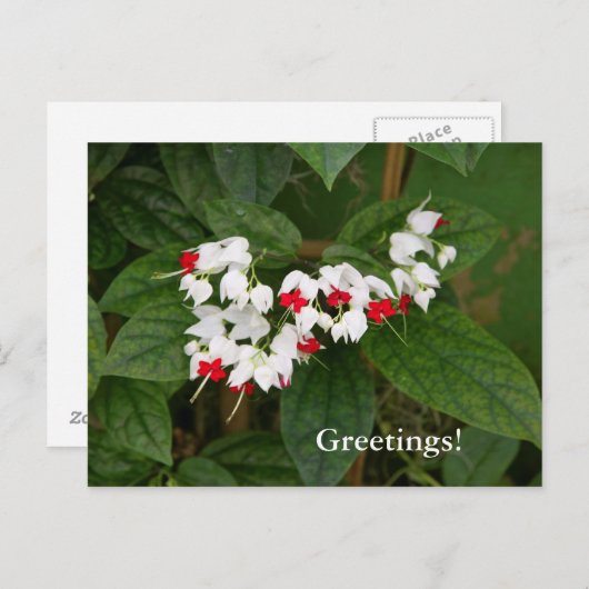 Bloedend Briefkaart (Voorkant / Achterkant)