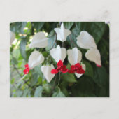 Bloedend Hart Botanische Bloemen Fotografisch Briefkaart (Voorkant)