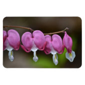 Bloedend hart Grote magneet (Horizontaal)