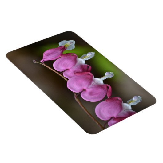 Bloedend hart Grote magneet (Rechterzijde)