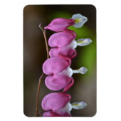 Bloedend hart Grote magneet (Verticaal)