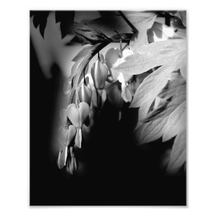 Bloedende hartbloemen in zwart-wit 8x10 foto afdruk