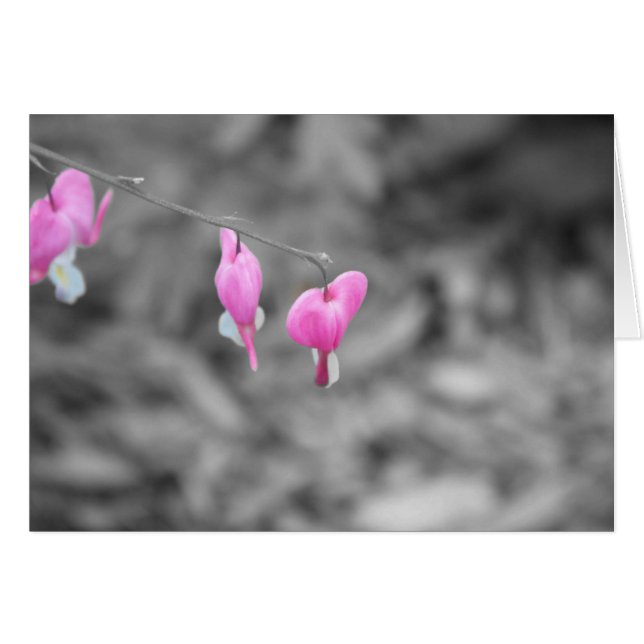 Bloedharten Deurdistrict (Voorkant Horizontaal)