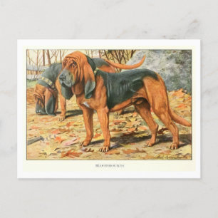 Bloedhond Honden Ansichtkaart Briefkaart