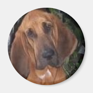 bloedhond magneet