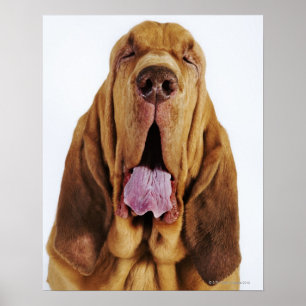 Bloedhond (St. Hubert Hound) met gesloten ogen, Poster
