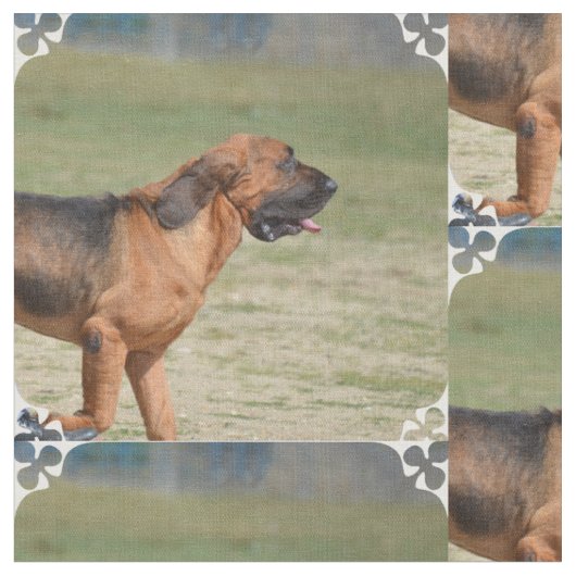 bloedhond stof (Close Up)