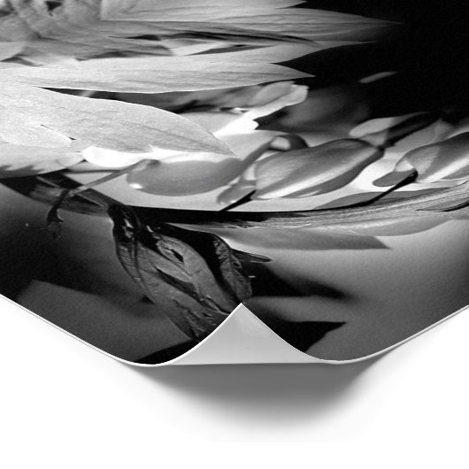 bloeding hartbloemen in zwart-wit Abstract Poster (Hoek)