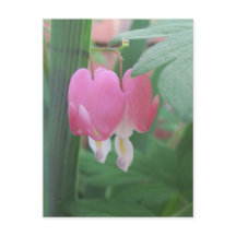 bloeding harten~ twee harten