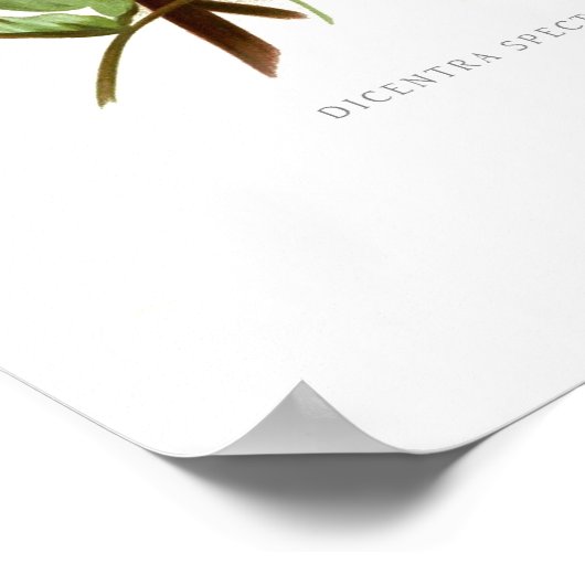 Bloeding Heart (Dicspectablis) Poster (Hoek)