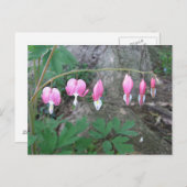 Bloedingen Briefkaart (Voorkant / Achterkant)