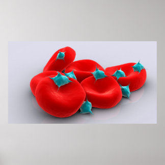 Bloedplaatjes met rode bloedcellen 1 poster