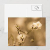 Bloedvat met Briefkaart met warme sepia (Voorkant / Achterkant)