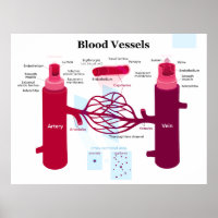 Bloedvataanstekers Veindediagram