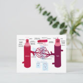 Bloedvaten: slagaders, aders en haarvaten briefkaart (Staand voorkant)