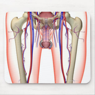Bloedvoorziening Muismat