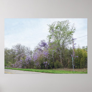 Bloeiende blauwe regen langs een Texas-weg Poster